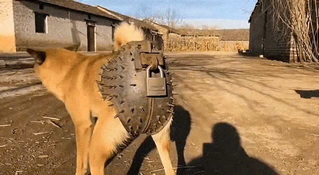 冬日生活打卡季狗狗也是有情有爱，人类怎么剥夺它们的爱情，让狗狗被情字所困，换位思