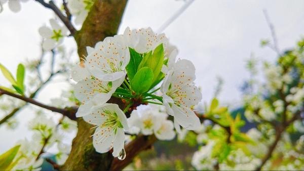[微风]蝶恋花·醉李花


向晚寻春行野陌。

万树李花，漫作霜天雪。

风送幽