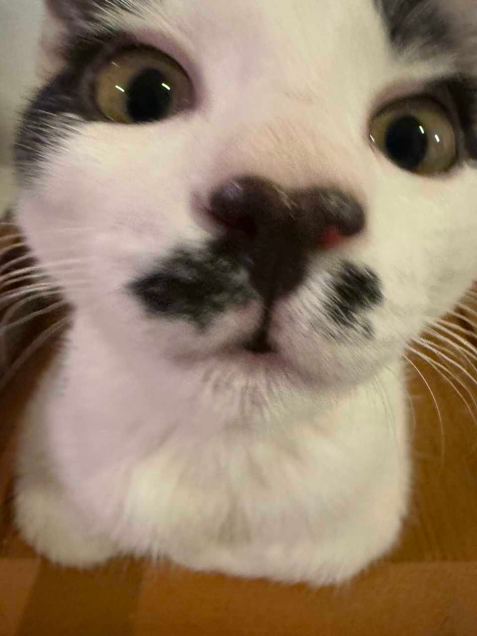 儿童节到了，可别做那种冷淡的家长啊。daily奶牛猫 （投稿：） 