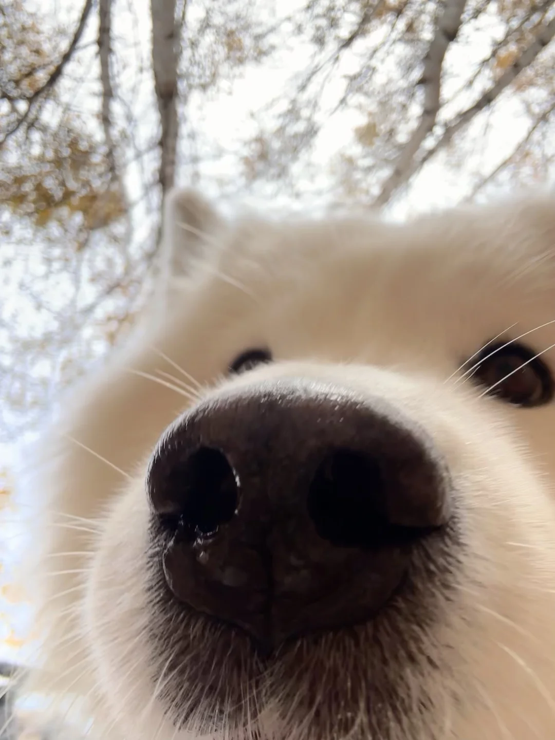 肿么惹，找小斗有事吗