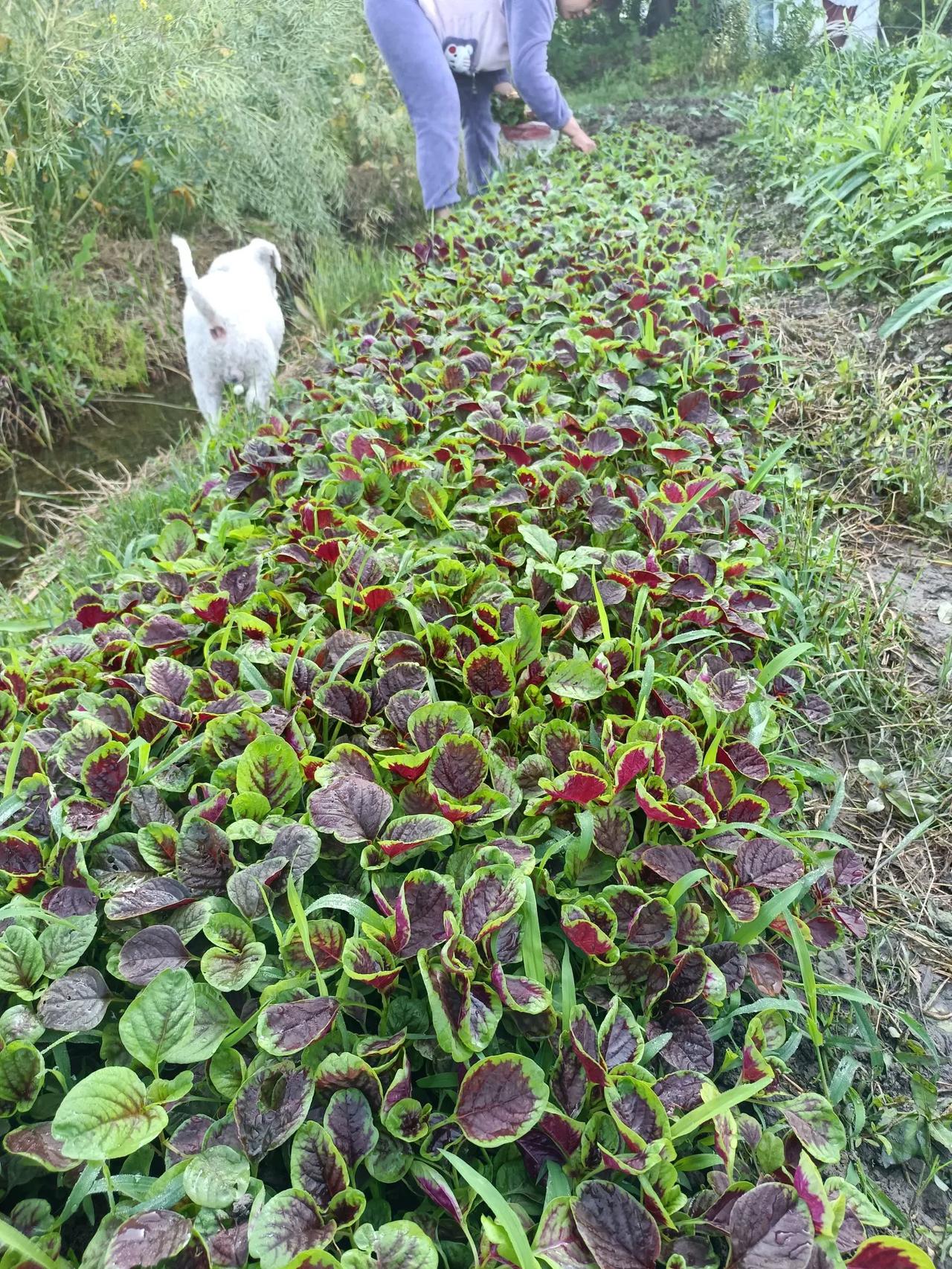 拔菜回家了，一边理菜，一边想，我该怎么做，这菜才好吃呢？
