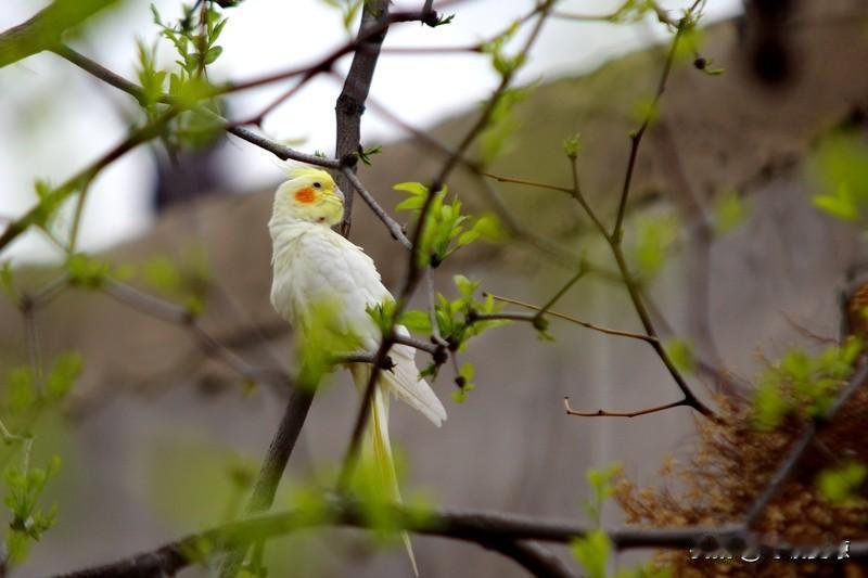 你说的鸡尾花可能是朱蕉花。它之所以像鸡尾，首先在外形上，朱蕉花的花穗细长且向四周