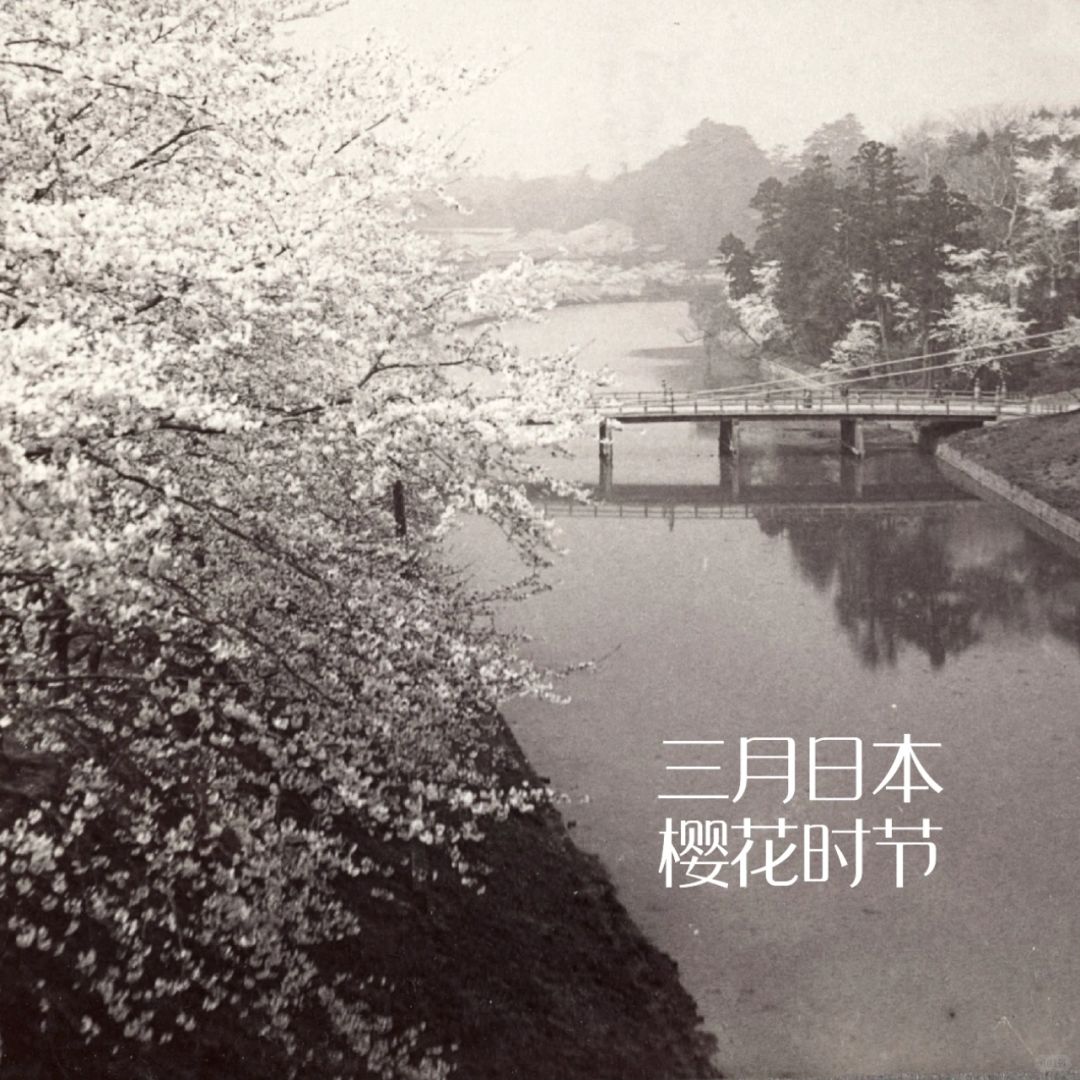 🌸三月日本看樱花｜1904年前后的日本樱花季