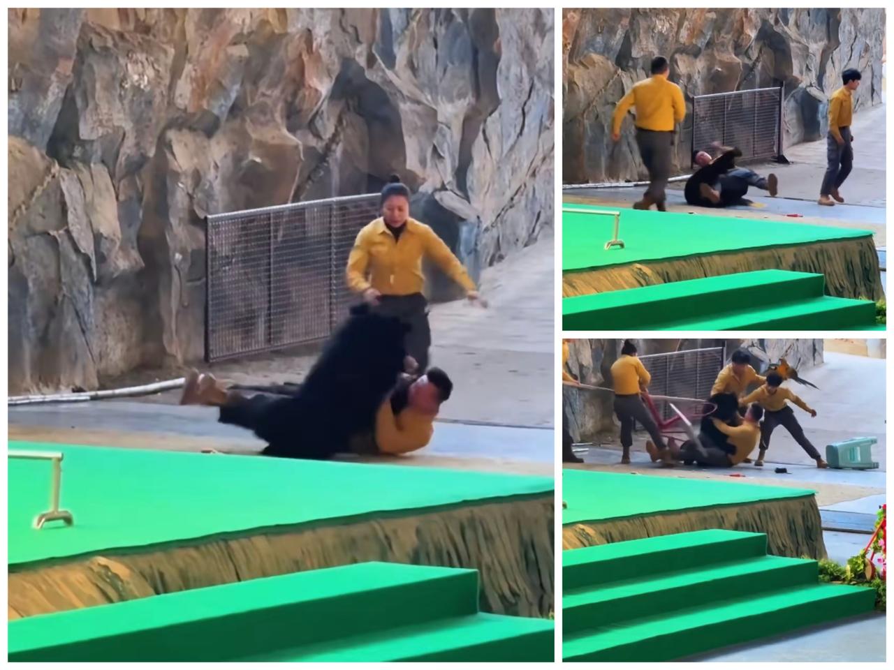 杭州野生动物园黑熊突扑饲养员哪是意外，分明是长期憋火的必然爆发！

      