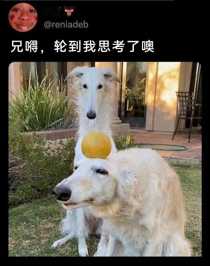 到我了到我了 ​​​