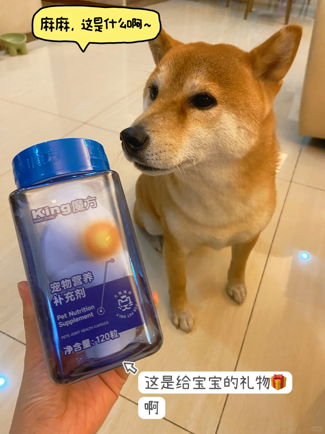 老狗狗的日常养护，这样做最好！
