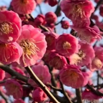 梅花的种植方法一、阳光充足梅花喜欢温暖、阳光充足的环境，在栽培植株时，可以将梅花