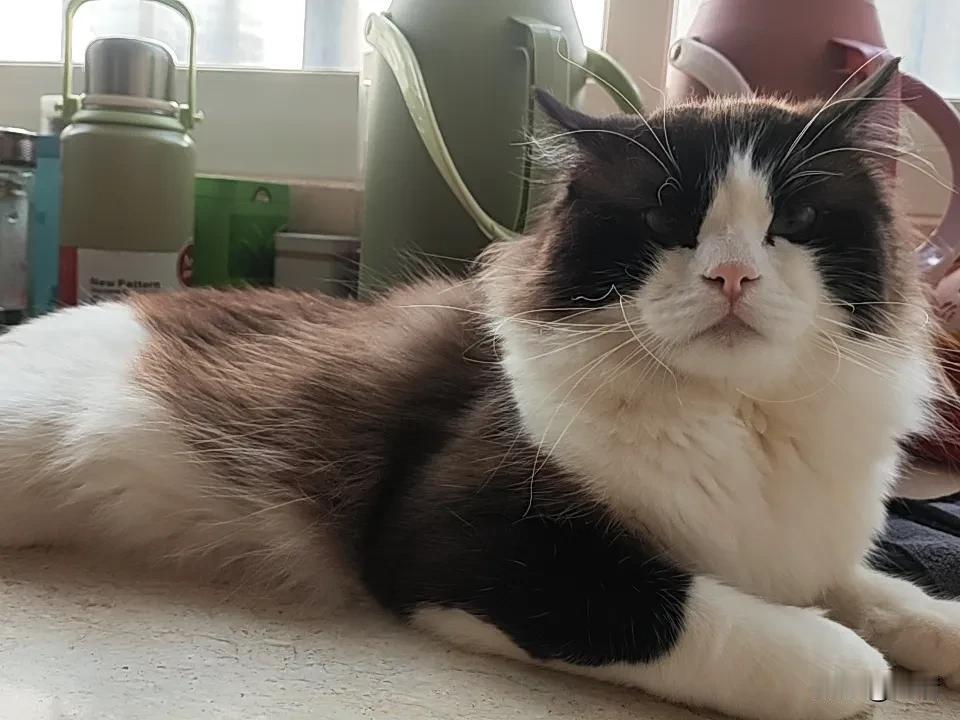 ，看看你们的🐱猫 我家也有只布偶猫，那颜值简直绝了！它浑身雪白的绒毛，像云朵一