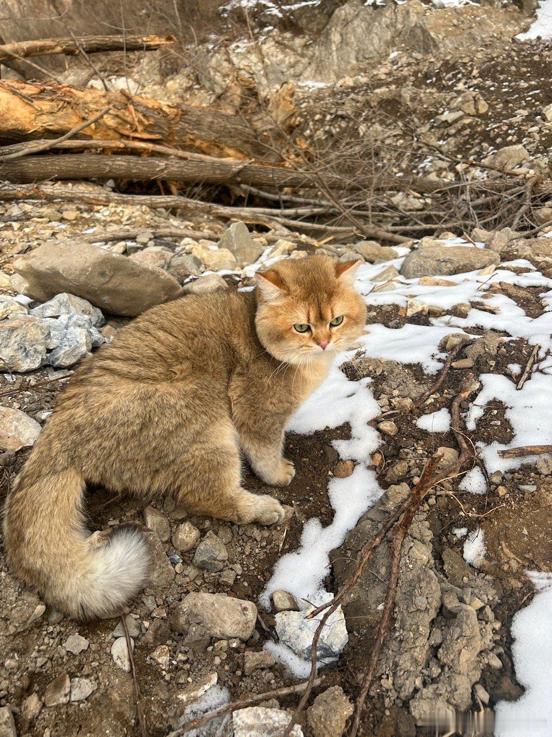 肉包选的猫爬架[笑cry]#萌宠闹新春##猫咪# ​​​