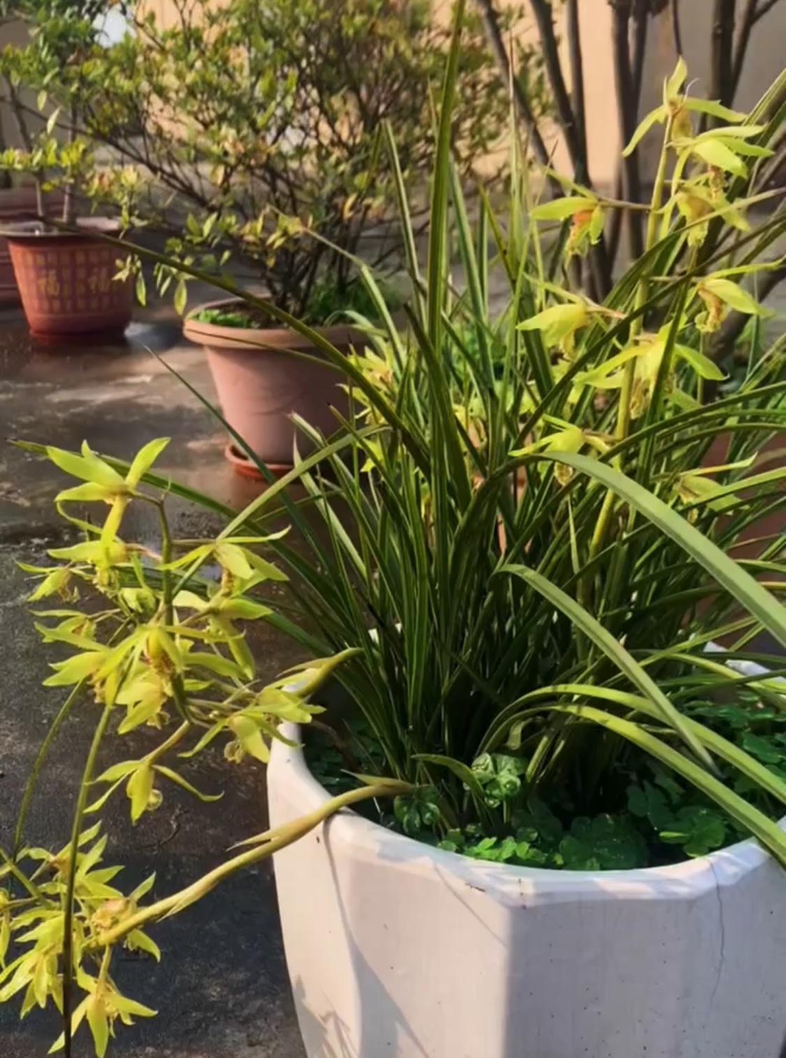 分享一张绚烂绽放的花兰花真的是花中仙子！每朵花虽小，四片淡紫或深紫的花瓣搭配嫩黄