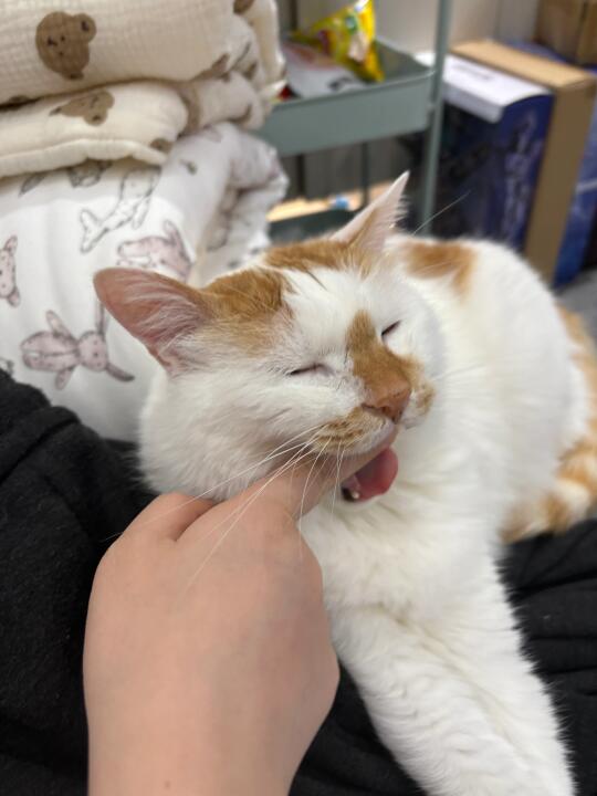 小猫讨厌的行为之一