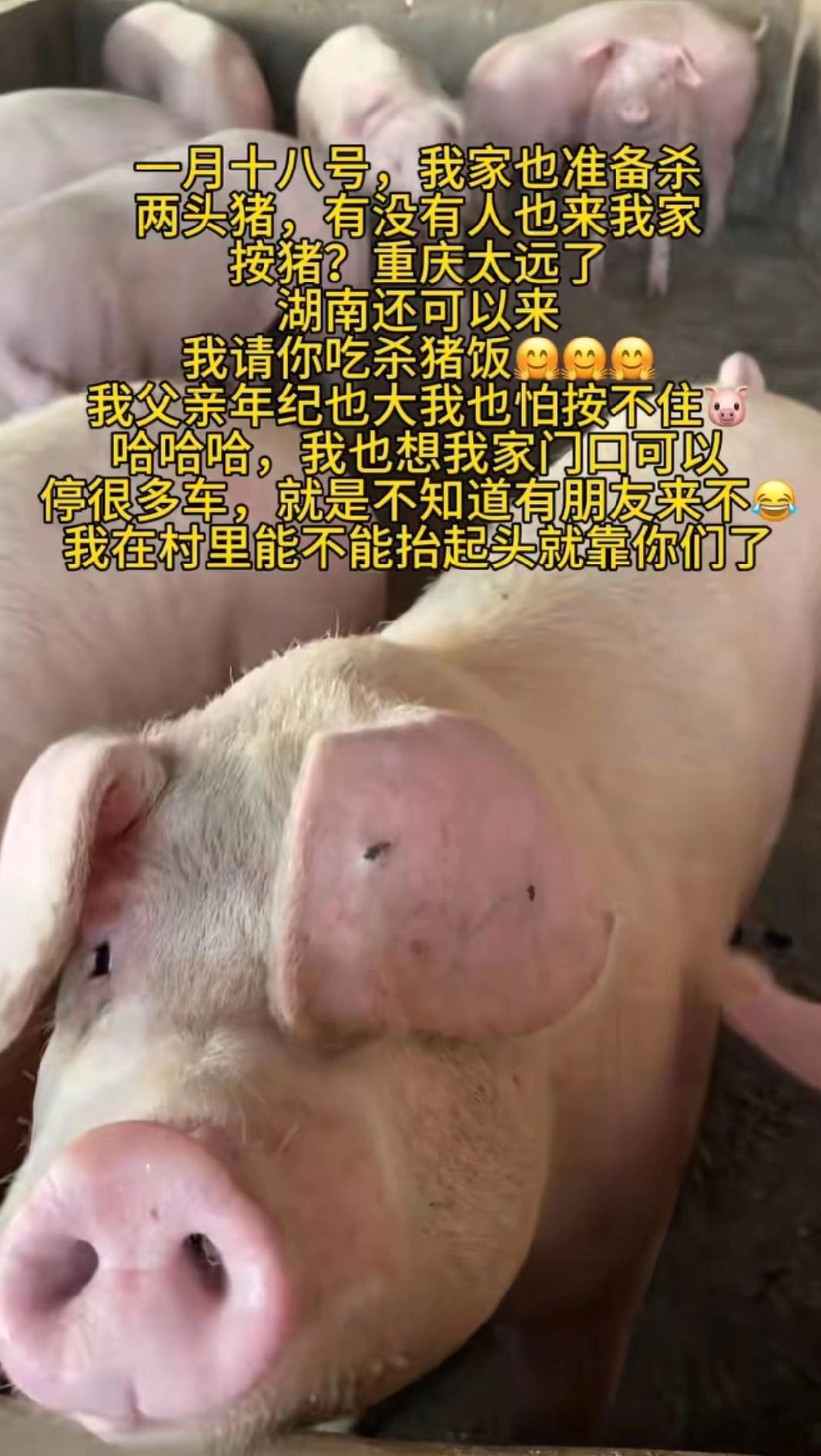 呆呆家的杀猪宴能复刻吗？

1月12日10点，活动结束了，网友陆续的开车回家了，