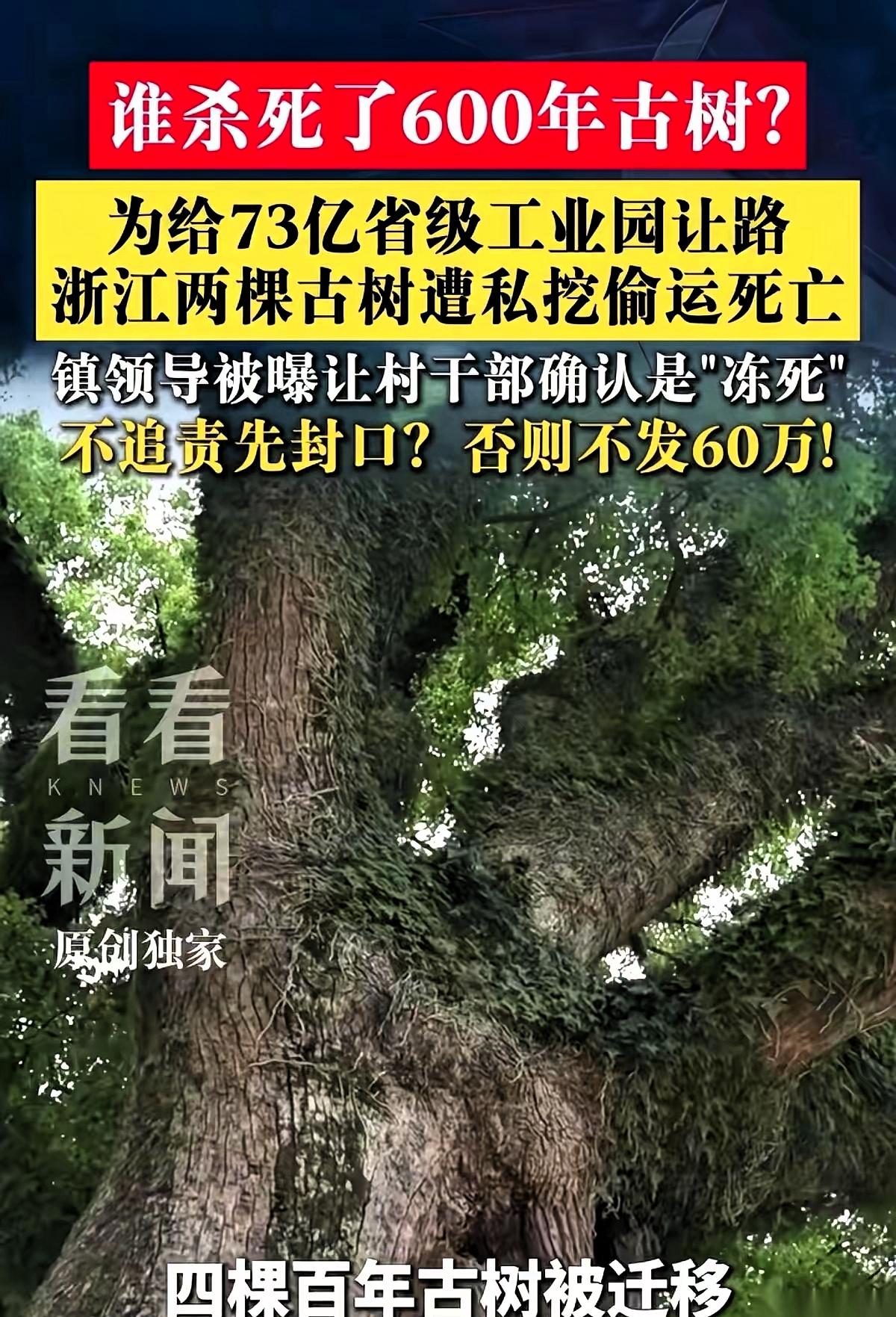 浙江天台，两棵古树死了。
一棵600岁，一棵500岁。不是寿终正寝，是被电锯和斧