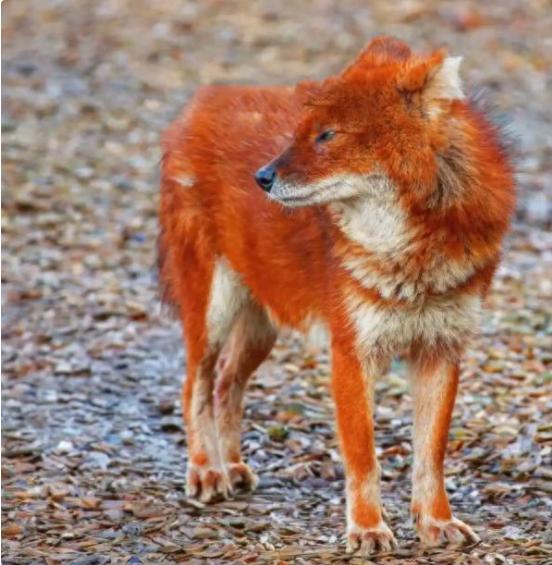 青海德令哈重大发现！20分钟啃光200斤野猪，是全球濒危保护动物，红外相机突然拍