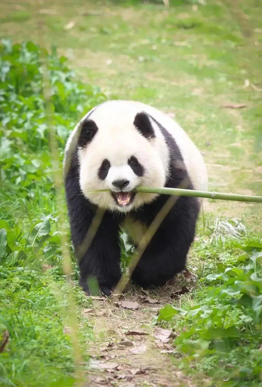 这个是渝爱
是重洞的大姐大
好想抱回家的小可爱
渝可渝爱熊猫 大熊猫福宝丰荣 九
