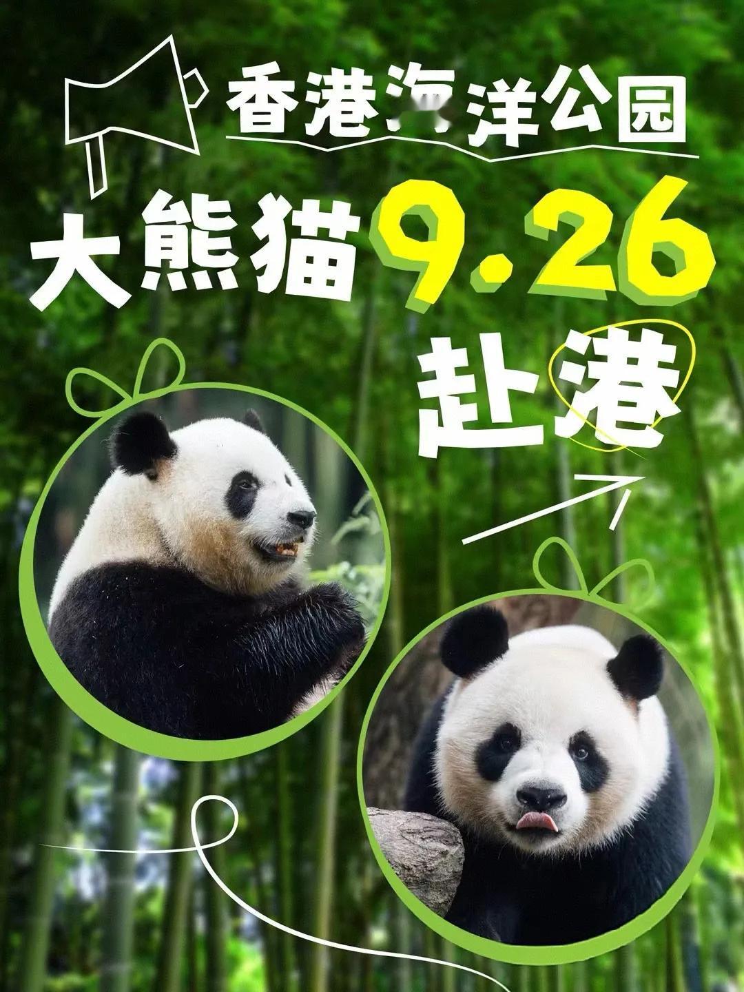 官宣了两只赴港的大熊猫
第一反应：挺好，去享福了
原先香港也有一只名为安安的大熊