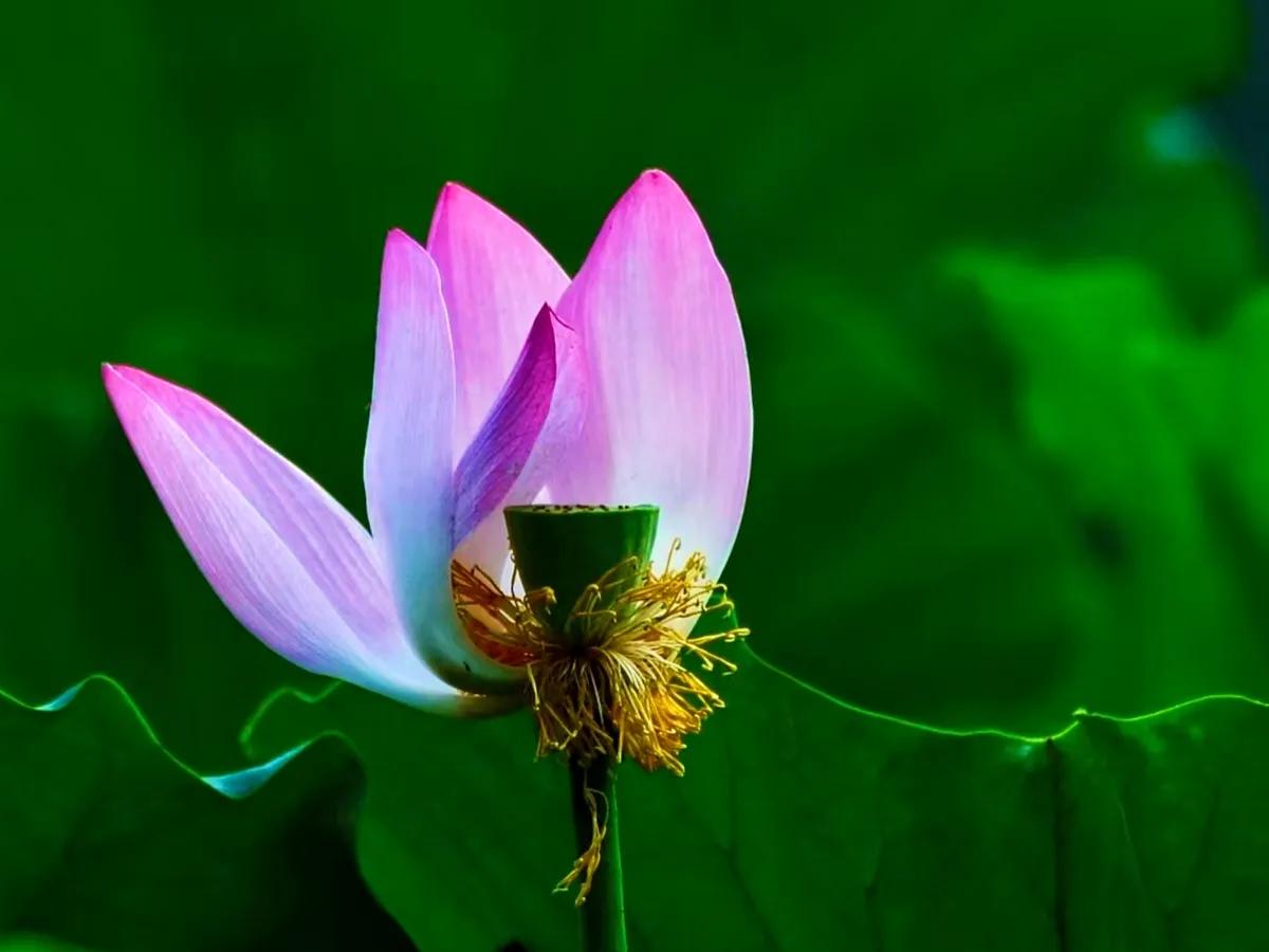 公园美丽景随拍