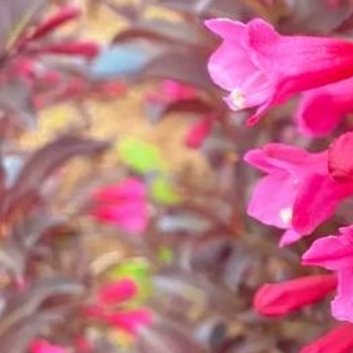 种植 🌹紫叶锦带种植方法1.选择合适的种植位置（1）光照需求：紫叶锦带需要充足