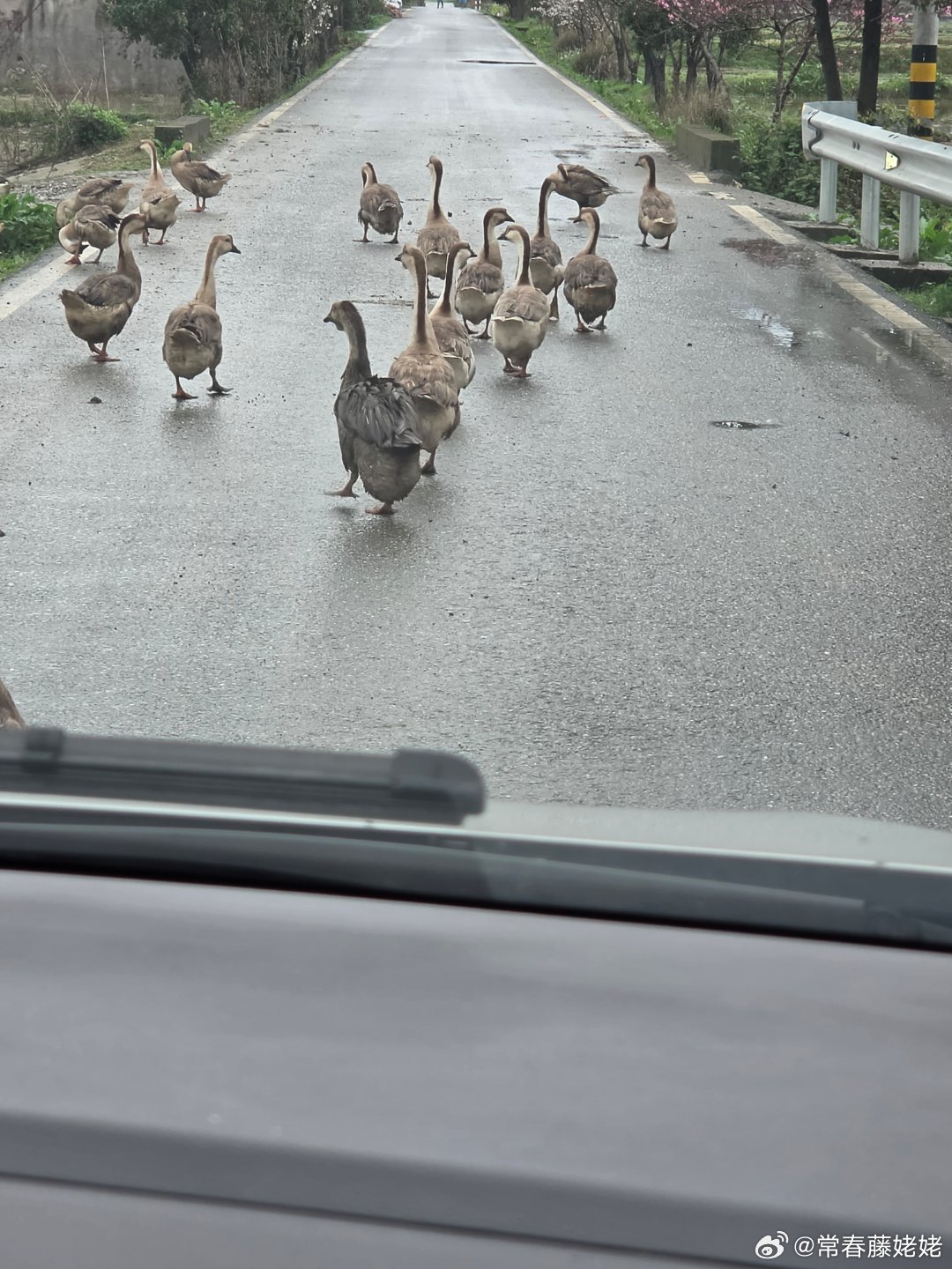 路遇一群挡路鹅