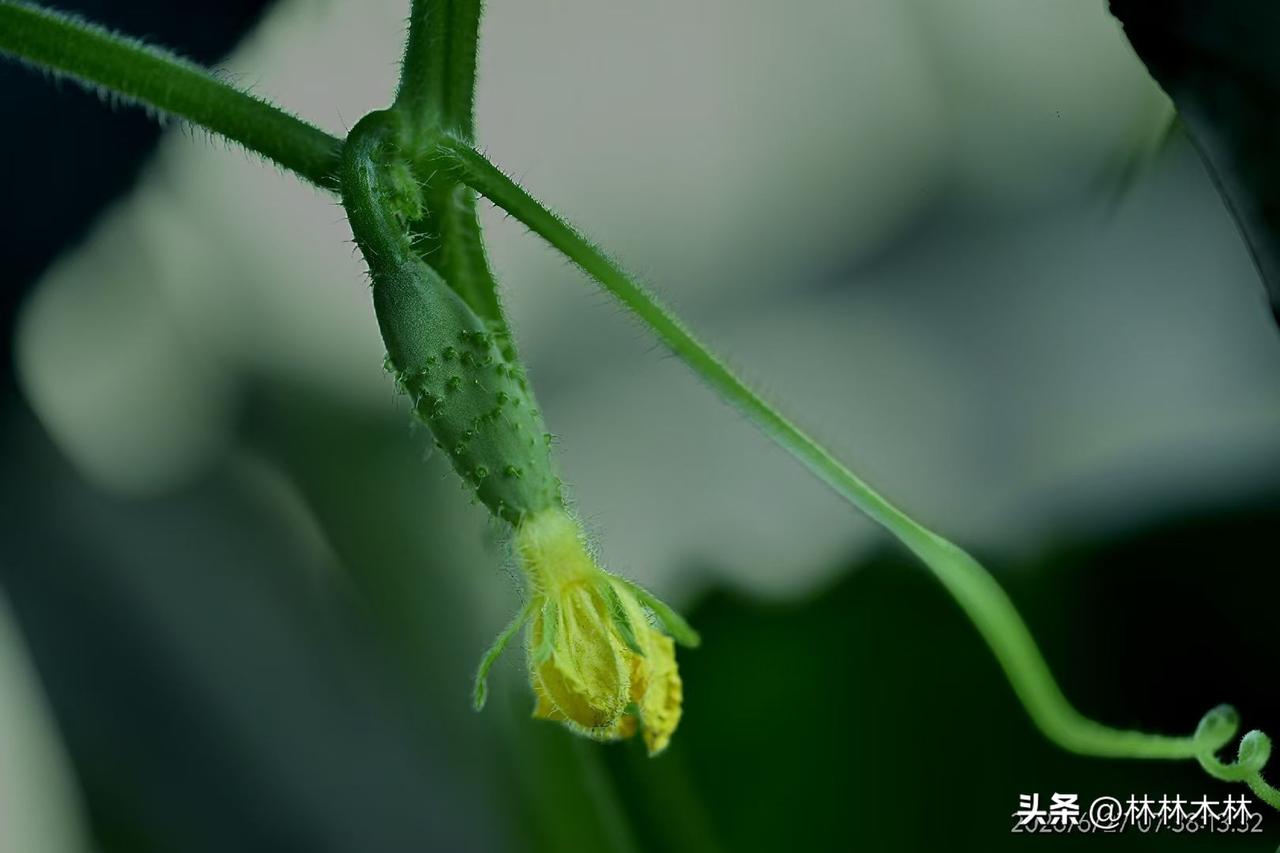 老人要是偏心，神仙都得被气死

我爷爷奶奶才叫绝，我家建房子，他们没有帮过忙，建