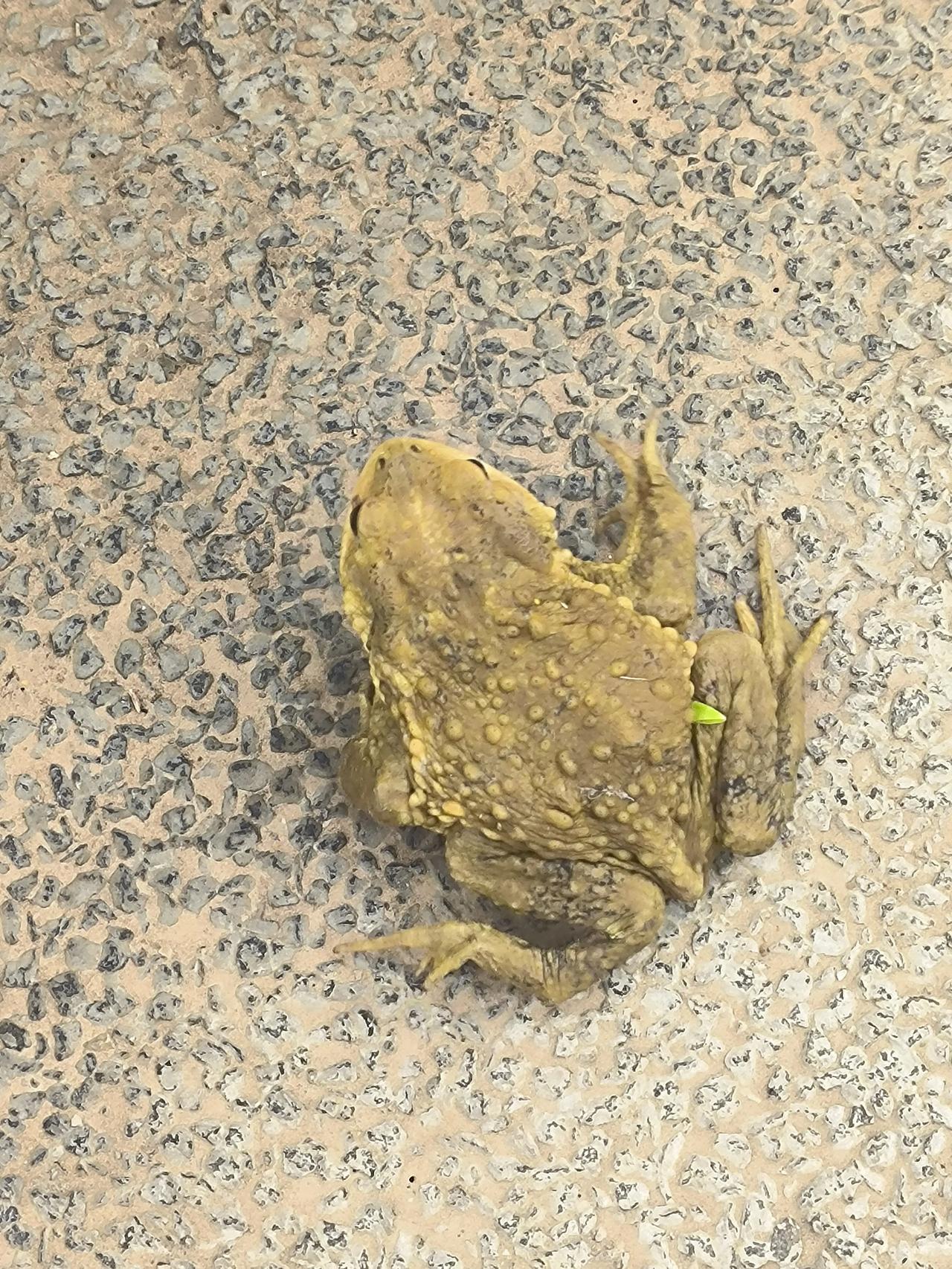 黄花沟偶遇蟾蜍！保定人别慌，它是生态“晴雨表”
 
今天在黄花沟公园步道偶遇一只