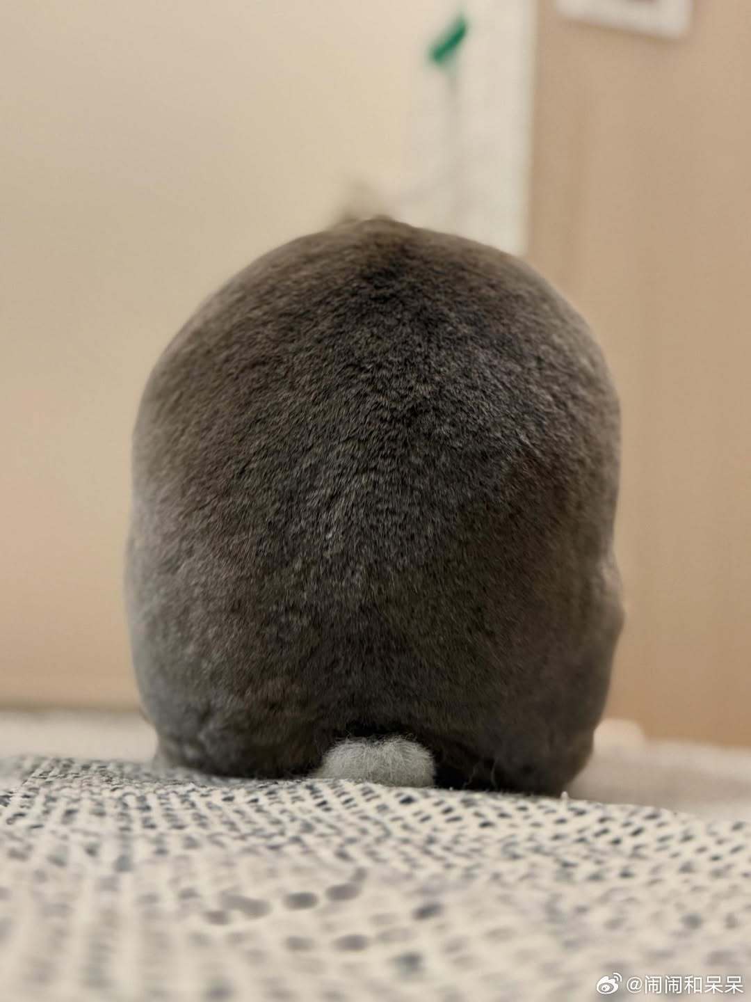 🐰..cr：mini_minirex 