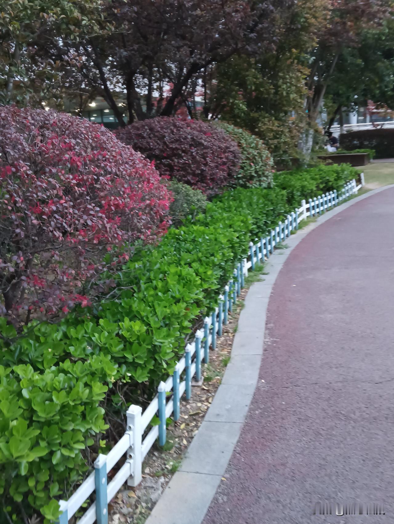 秋意渐浓，漫步在红叶与绿植间的小径，感受大自然的宁静与美好。🍂🍃自然小径漫步