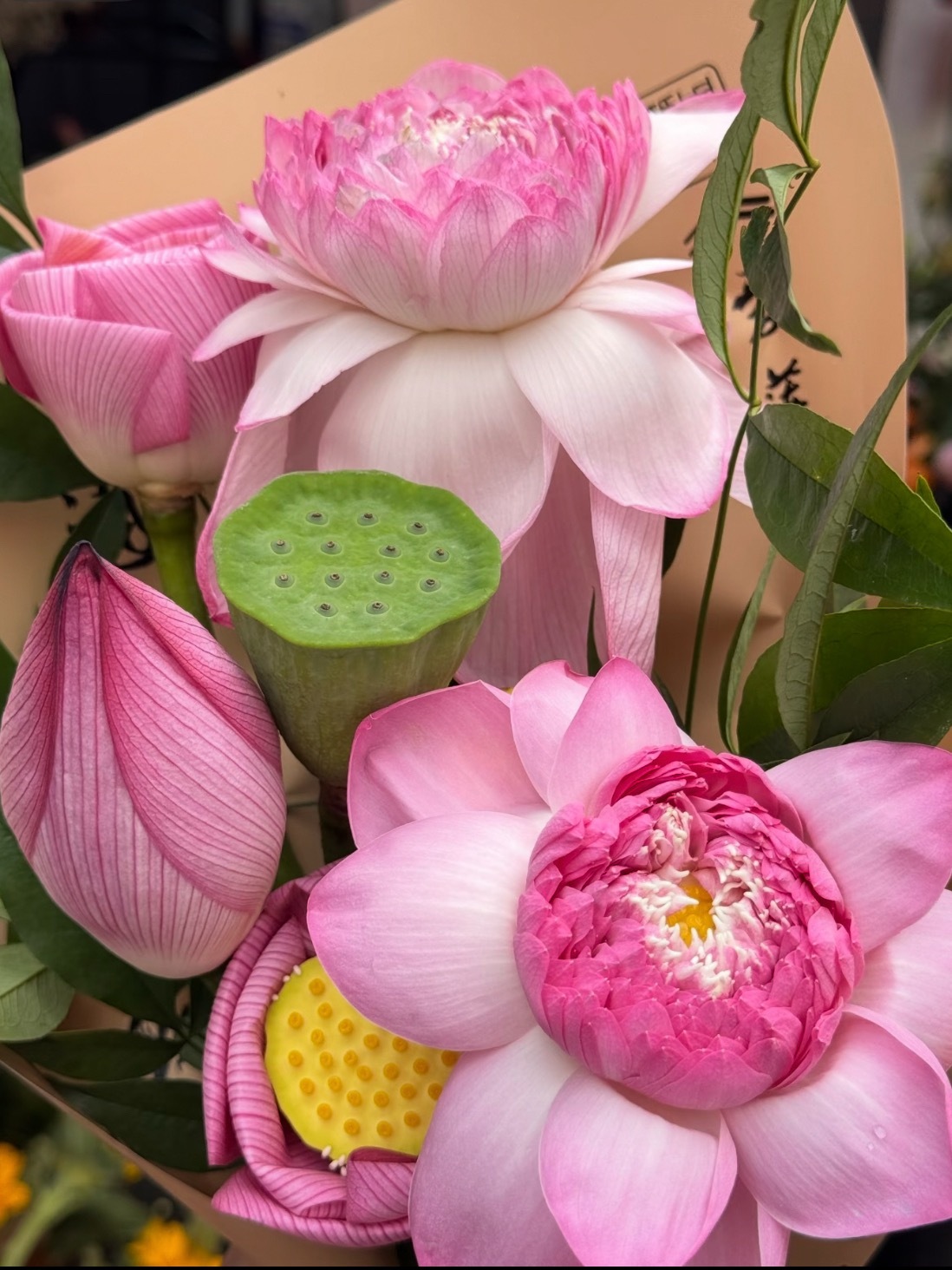 花开富贵来 
