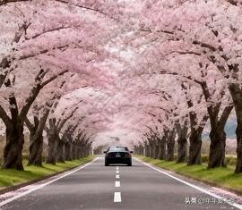 这三月的风里已经有了春天的温柔，阳光穿过新抽的枝丫，落在车身，洒下细碎的暖意。不