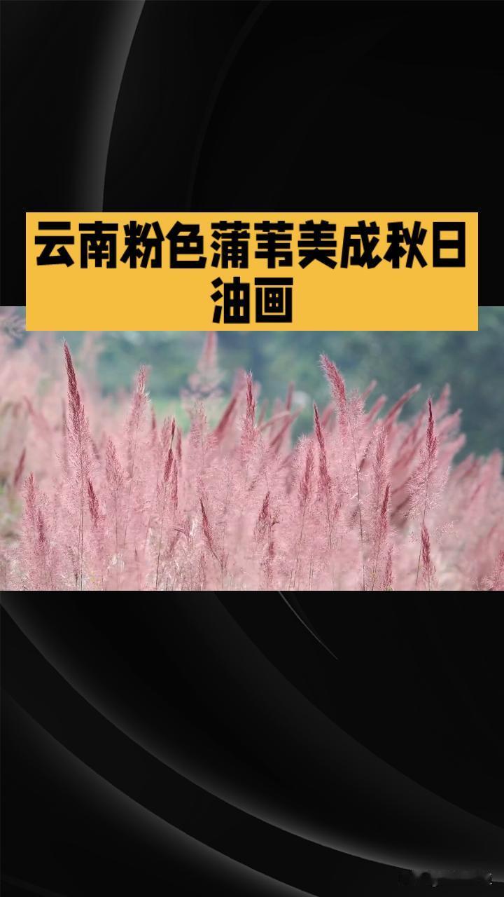 云南粉色蒲苇：秋日油画里的治愈浪漫
 
金秋时节，云南文山普者黑的蒲苇迎来最佳观