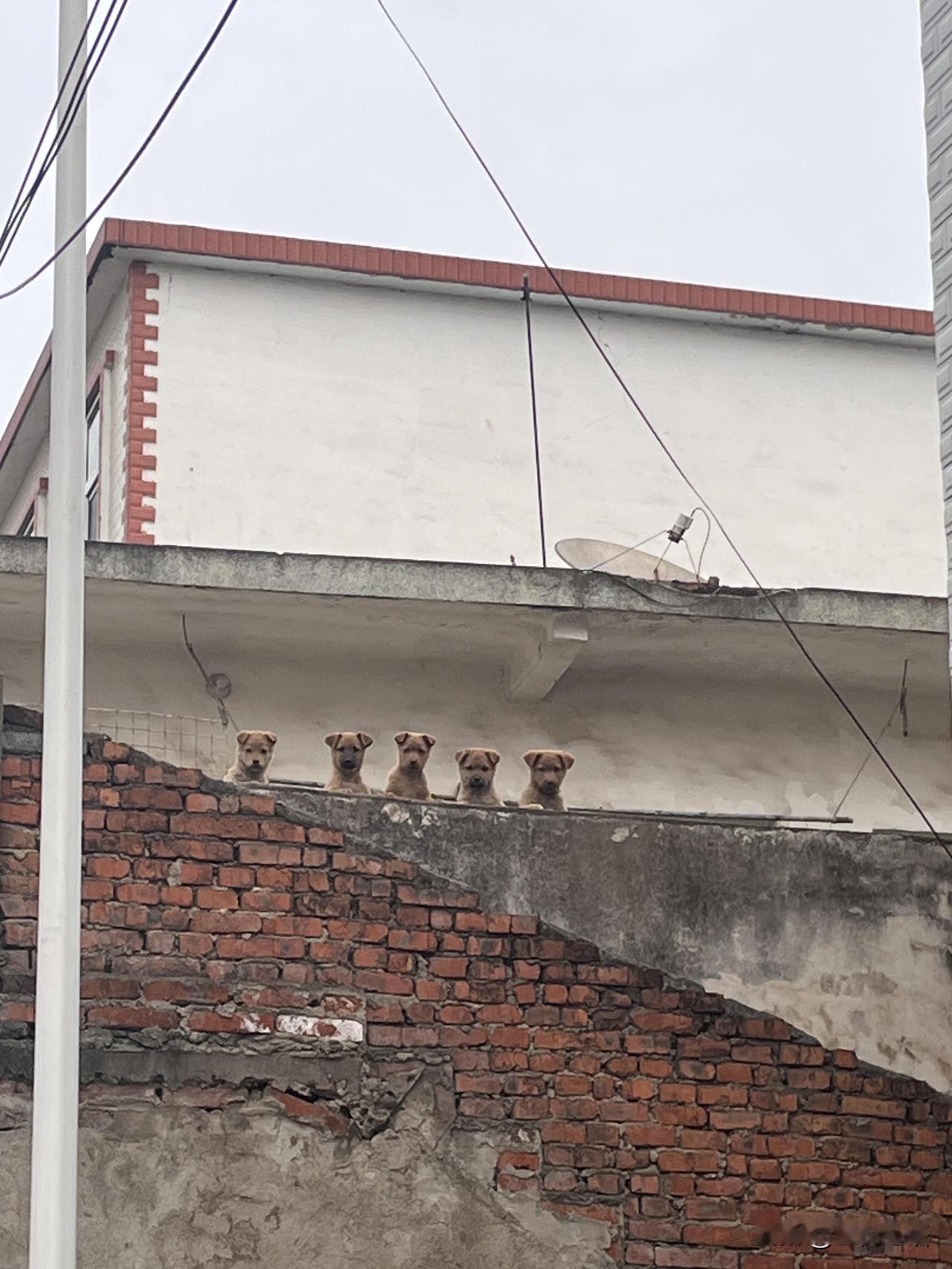 救命！拍老房子拍出个五狗天团😂

本来只想安安静静拍老房子和腊肉，
结果镜头里