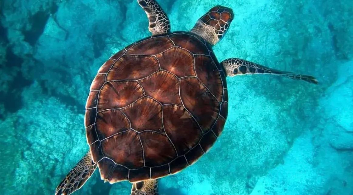 #你觉得留学的意义是什么# 给自己镀金呀，海龟嘛，主要看是啥学校，野鸡大学，绝对