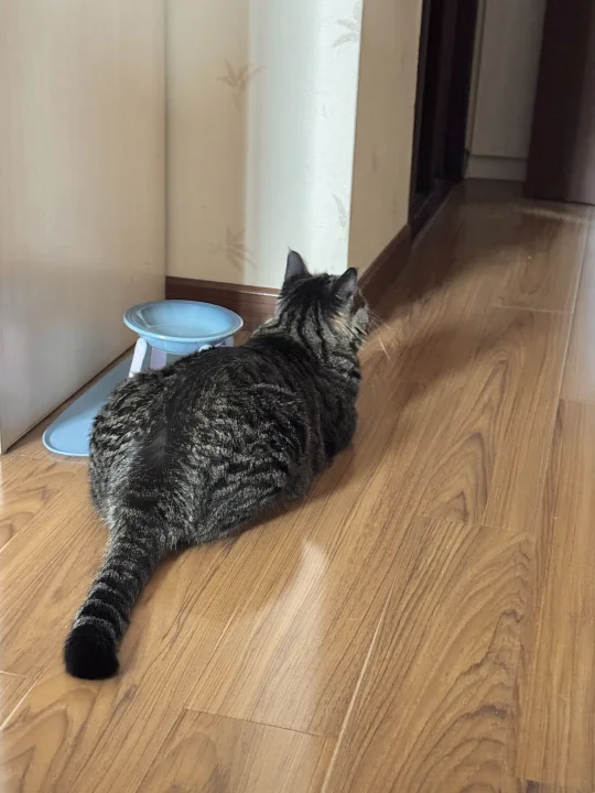 咪的饭饭没了，咪处理不了