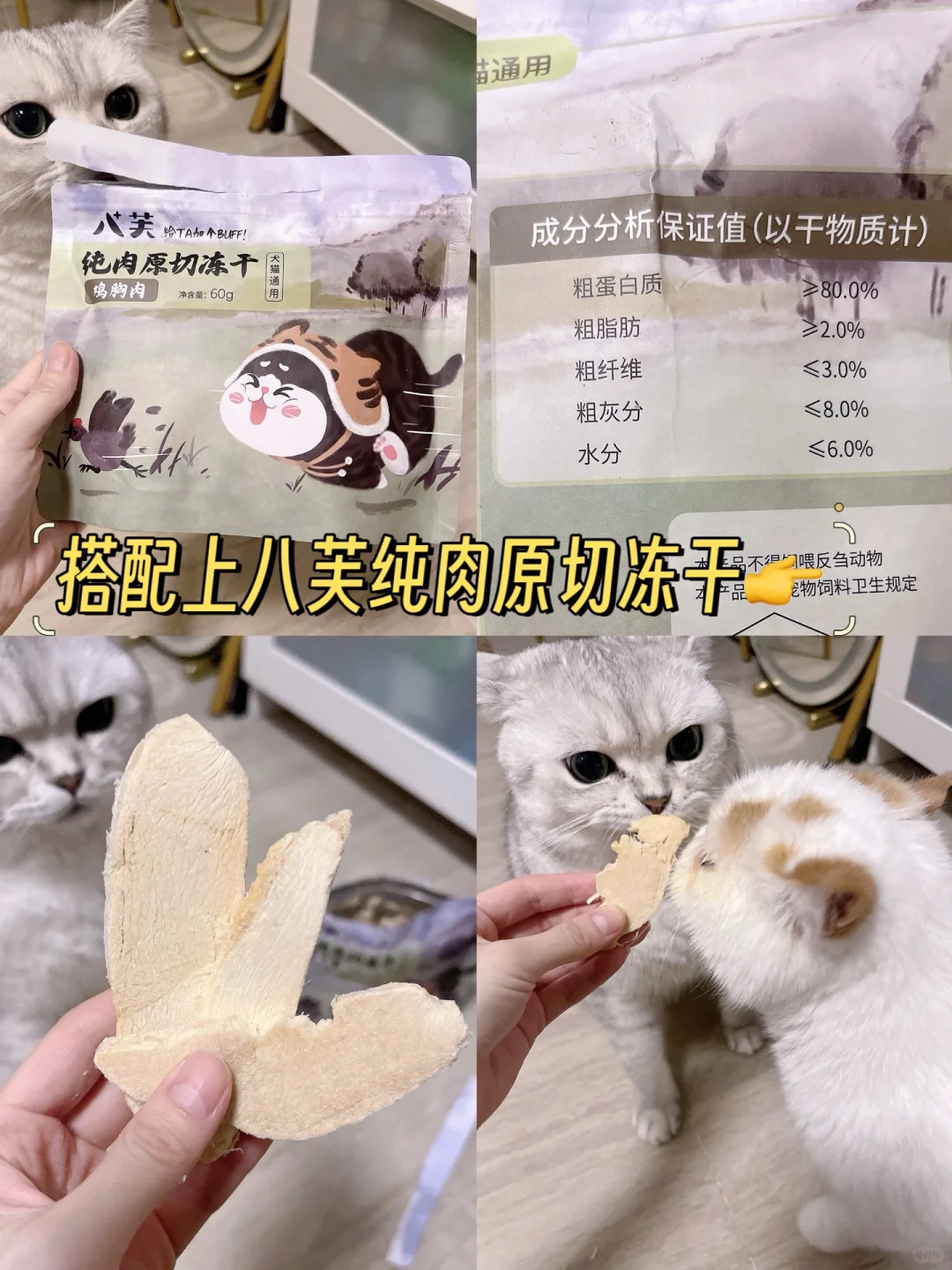 给你的小猫咪加点BUFF