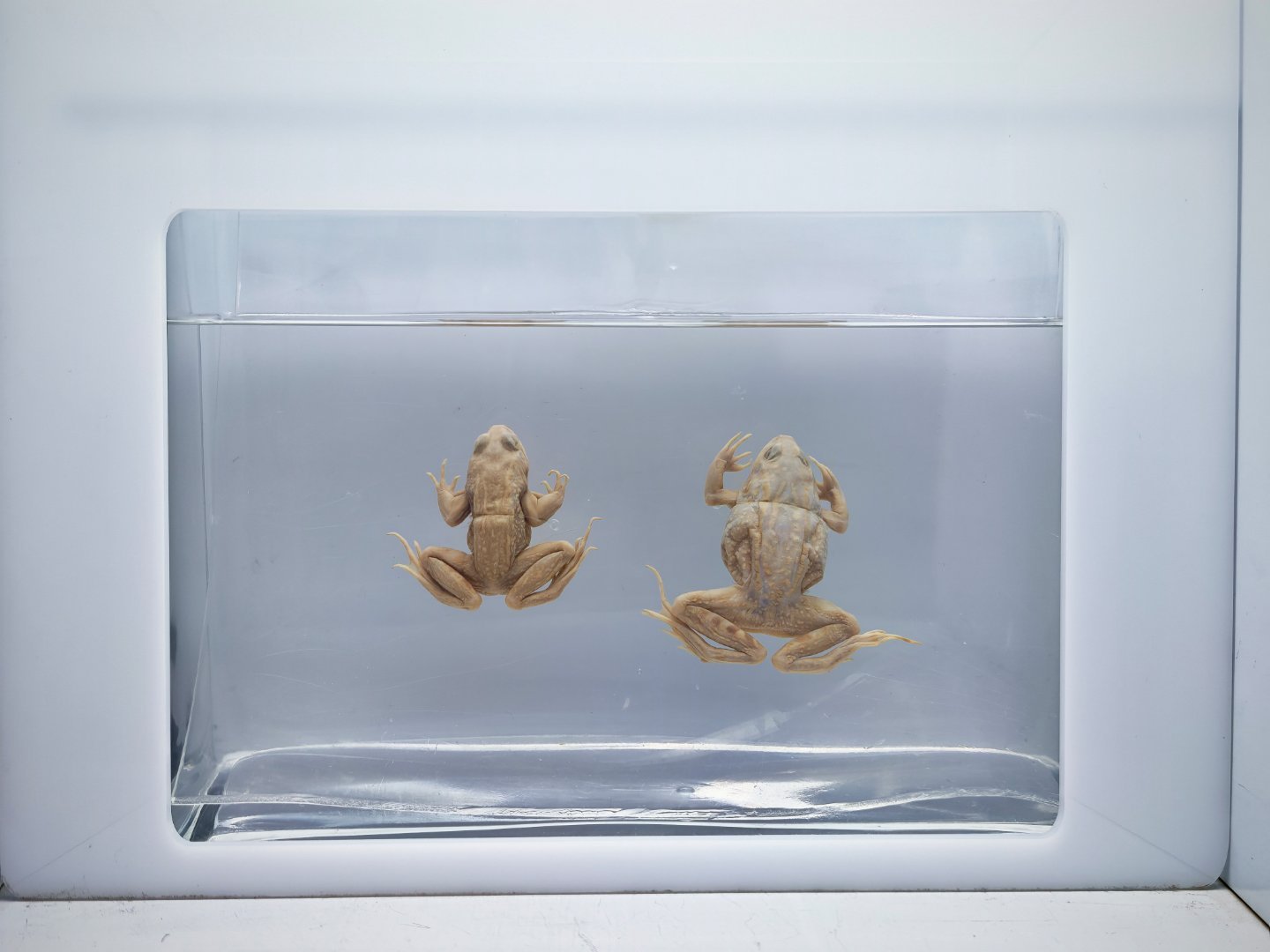 这些爬行动物看着头真疼何况还做的这么真每看一眼心里都紧张一次 