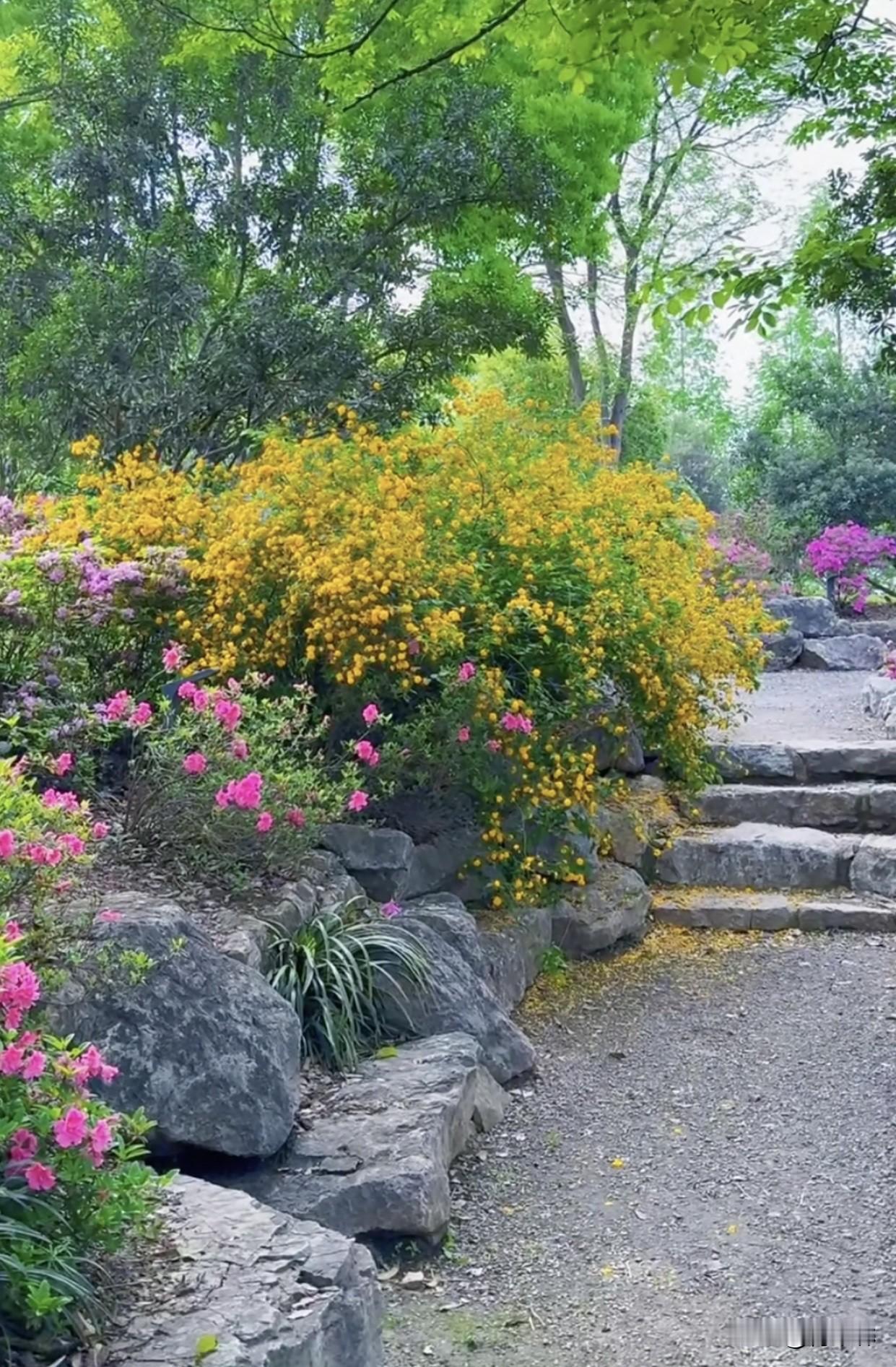 公园里跑步，没特意找角度，随手一拍就是春天的模样，绿植、鲜花，黄的粉的挤在一起，