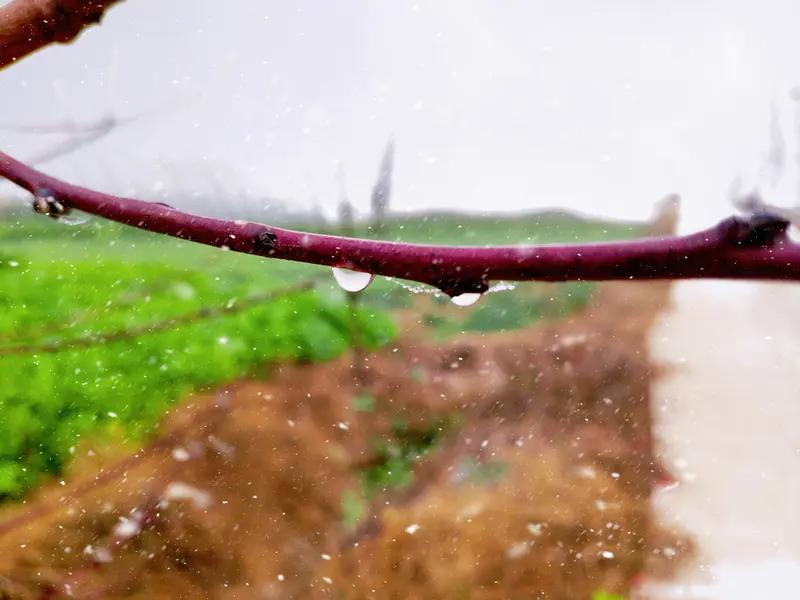 “春雨贵如油，点滴无白流”，这话真是一点不假。春雨就像大自然吝啬又慷慨的馈赠，吝