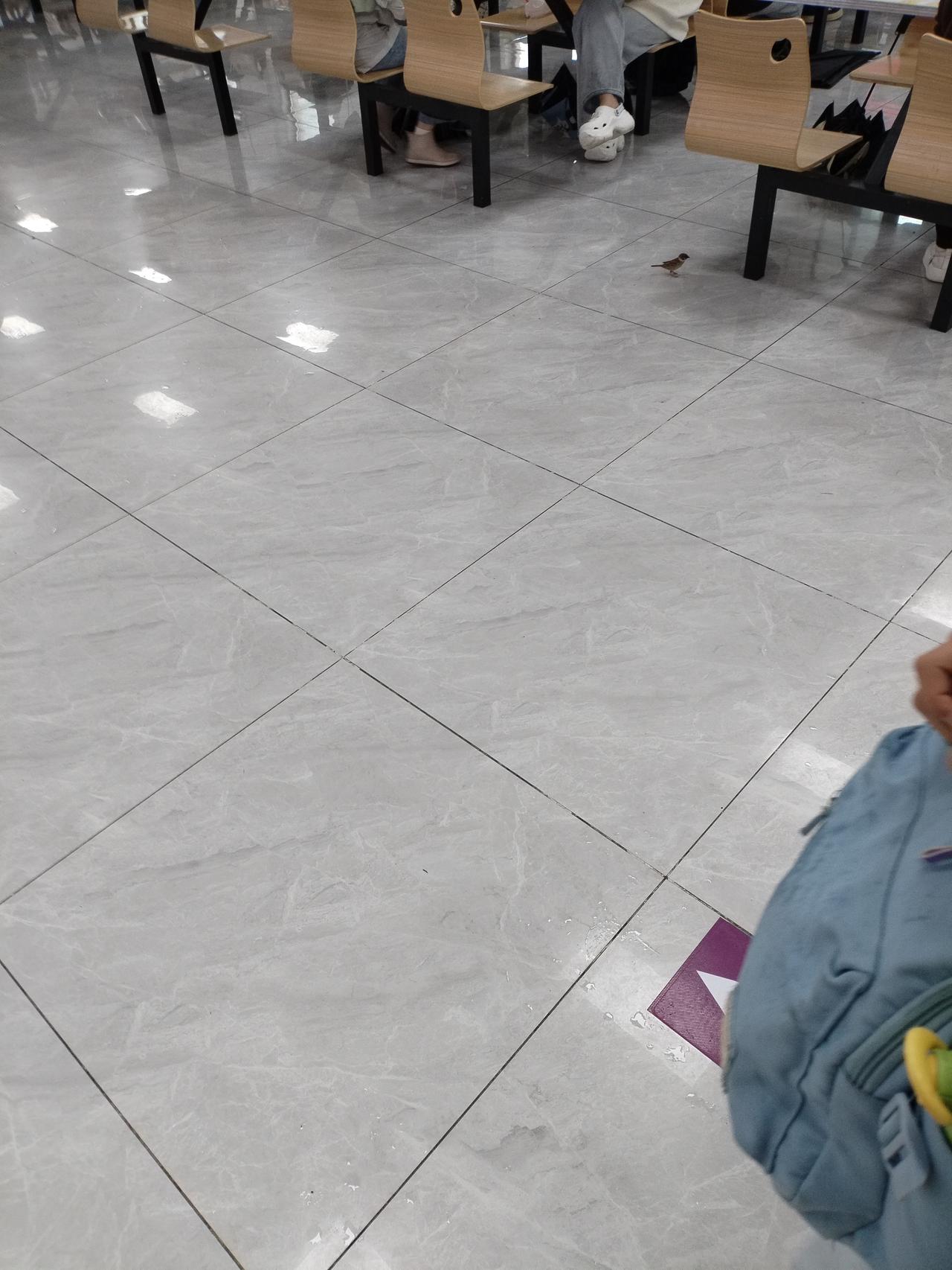 今天去西安理工大学食堂吃饭，一只小鸟🐦溜了进来，它也和同学们共进午餐