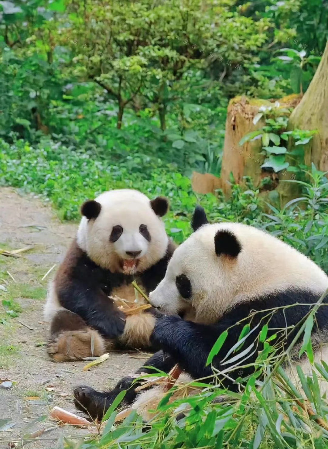 熊猫/高清壁纸/头像/表情包 