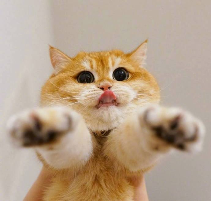 圆脸即是正义[嘻嘻]