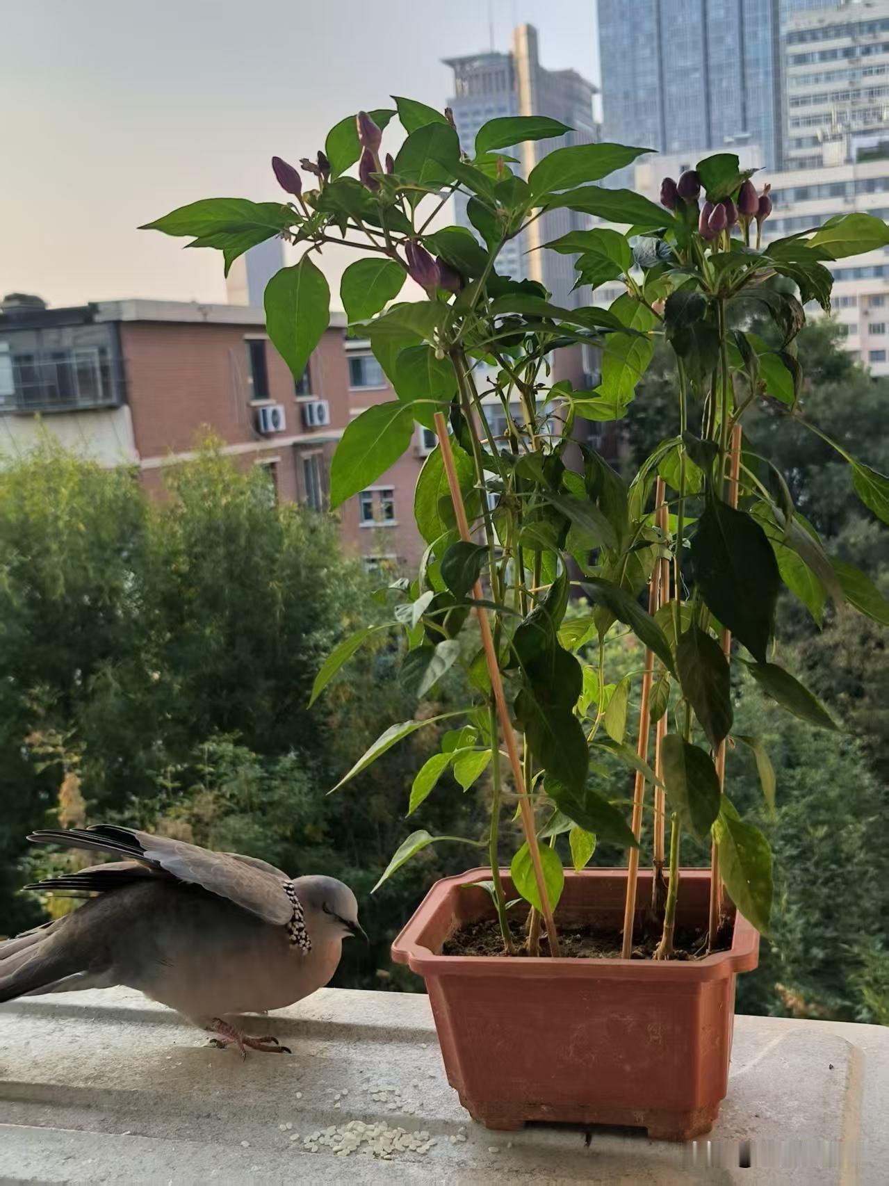 显摆一下我的小盆景！
开春时扔小花盆里几个辣椒籽，就给忘了！后来长出苗也不知是什