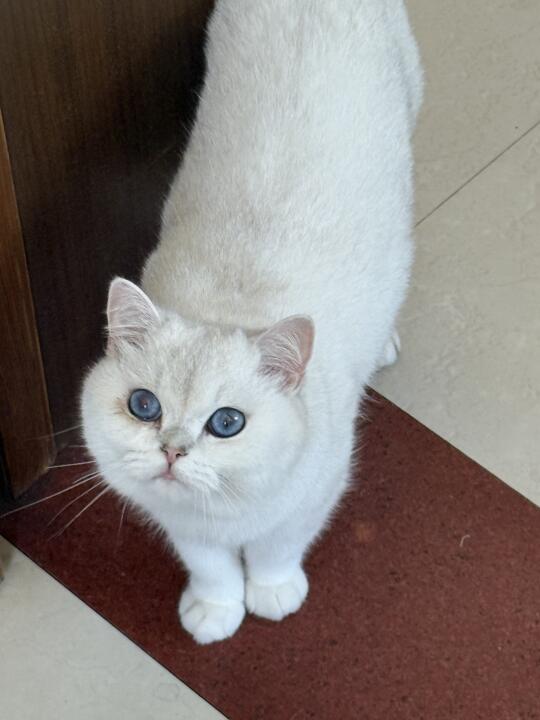 每次都以为我手上有吃的🐈