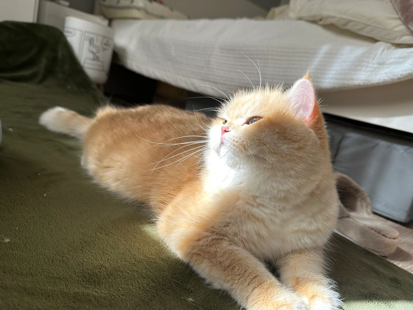 噢 我的阳光小猪🐷