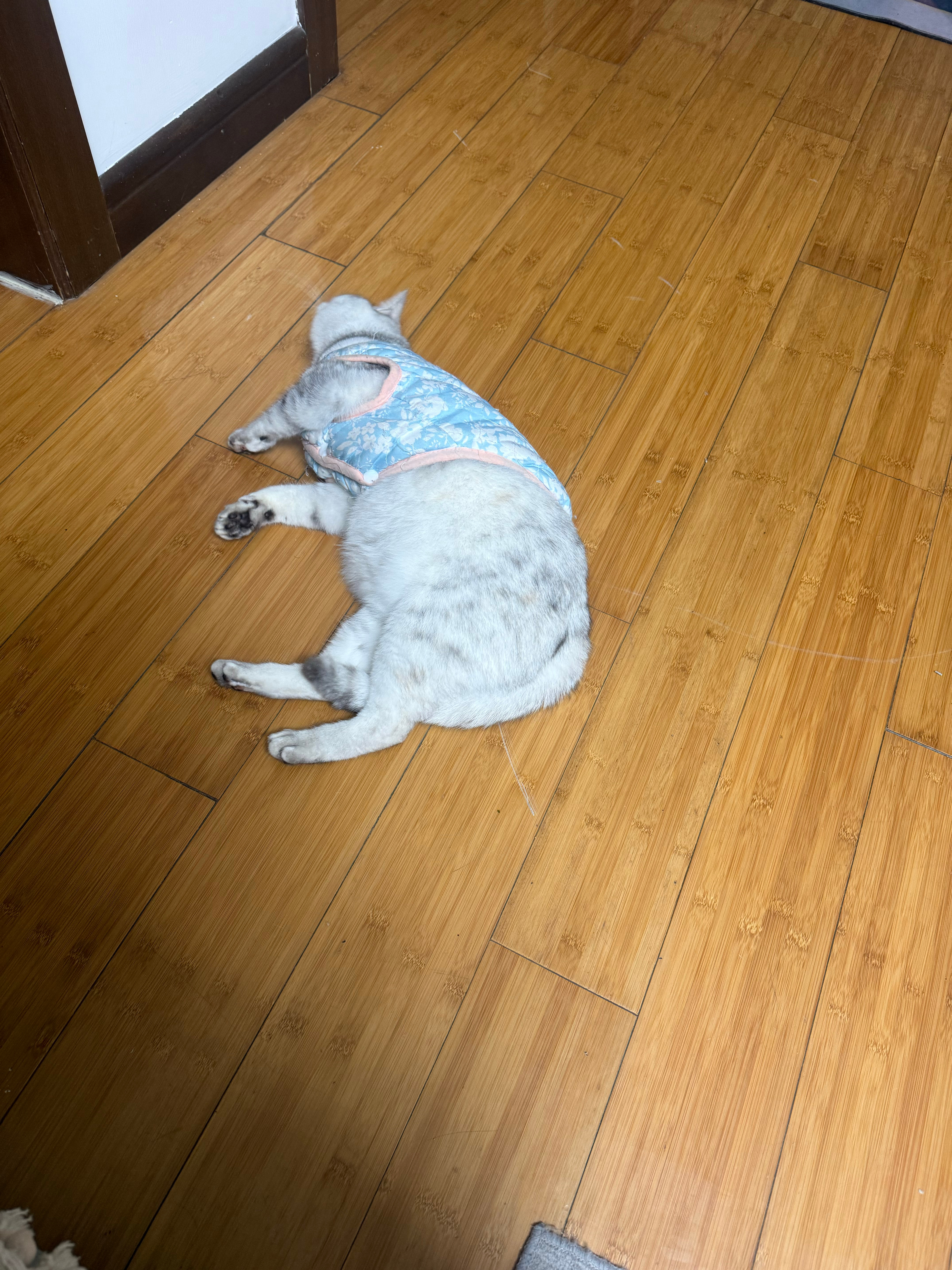 它想引起我的注意让我摸，撒娇的孩子！ 