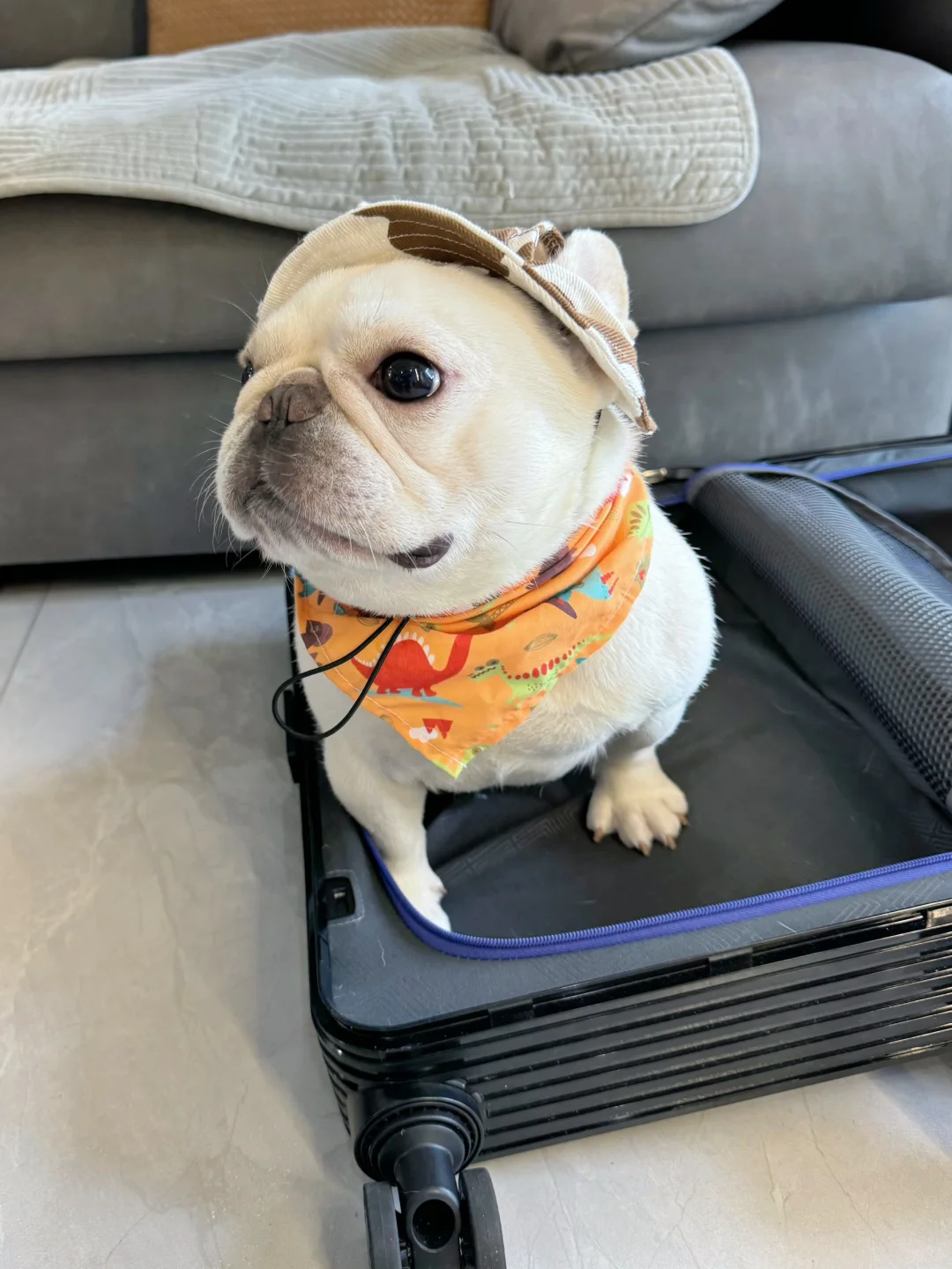 牛仔很忙，忙着摆摊卖货啦🤠