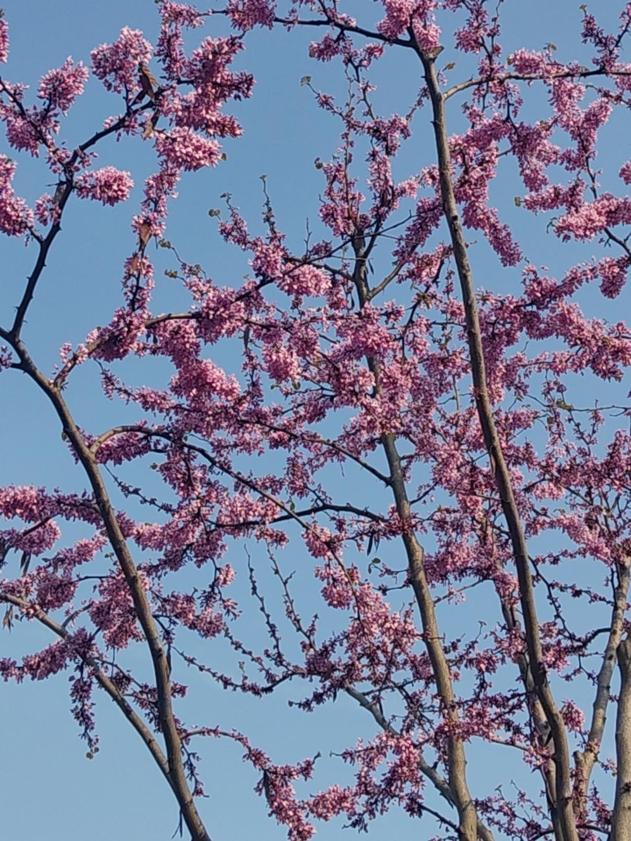今天春日融融，我从安陆乘公交车到武汉，一路春花相伴。在安陆洑水段的316国道两旁