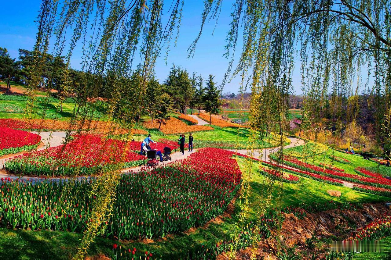 大连现在的气温（4月）正是踏青赏花的好时节！根据最新的文旅推荐，我为你整理了几个