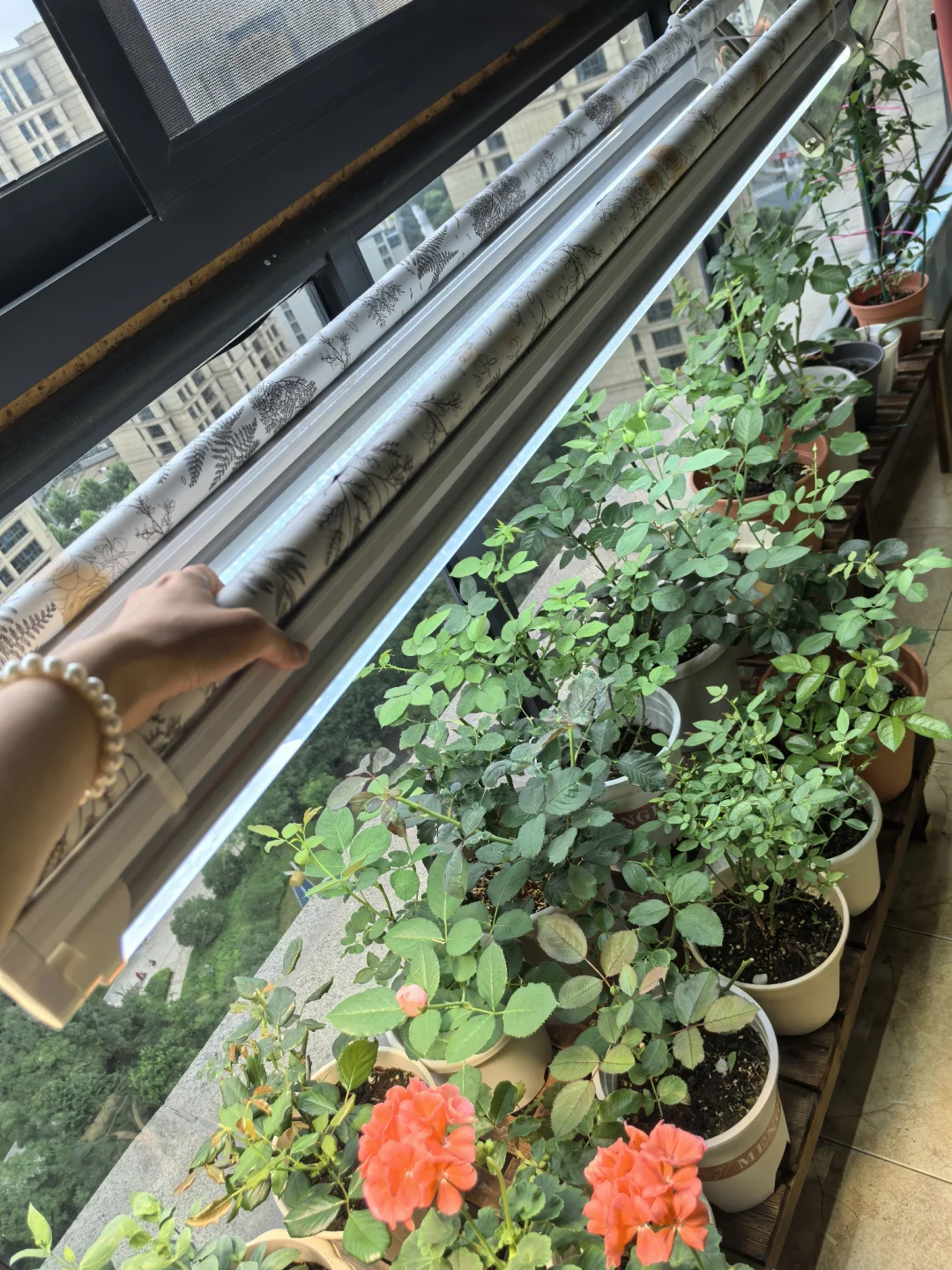 绿绿的很安心 最近温度太友好了
