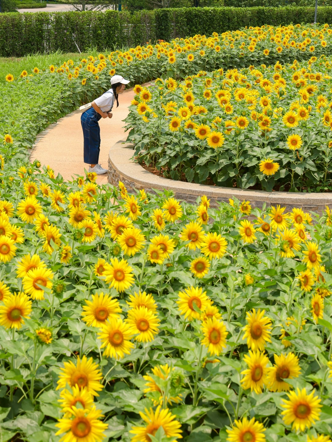 夏天到啦！广州免费向日葵花海🌻地铁直达🚇