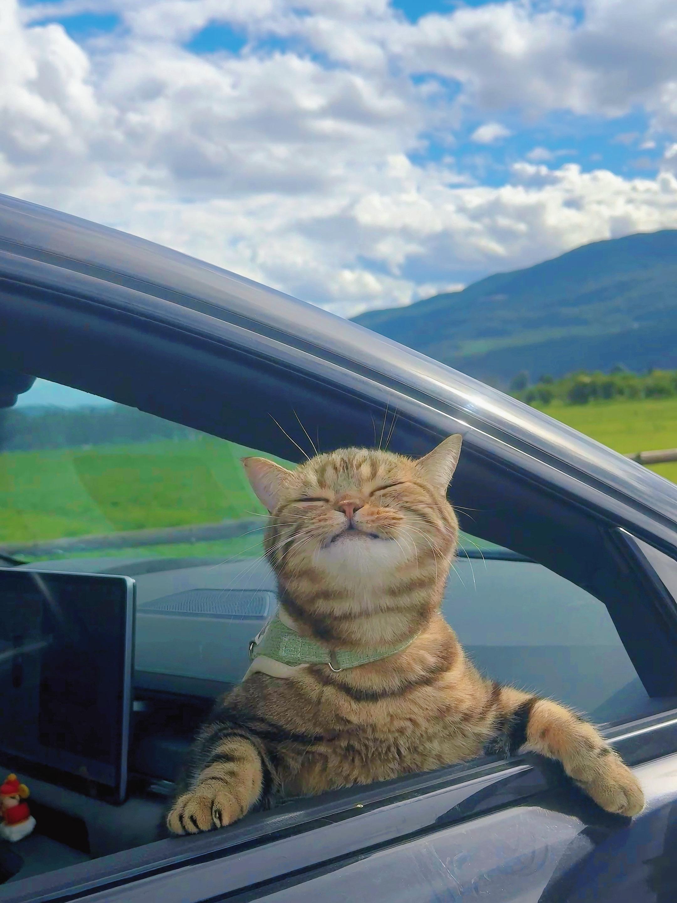 本来打算拍个车模猫。跟我的预期不一样也！！
